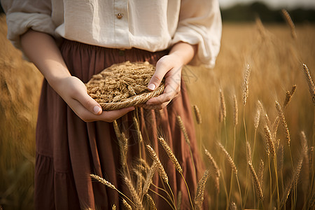 采摘麦穗的农民背景图片