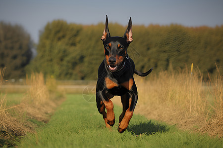 草地上奔跑的杜宾犬图片