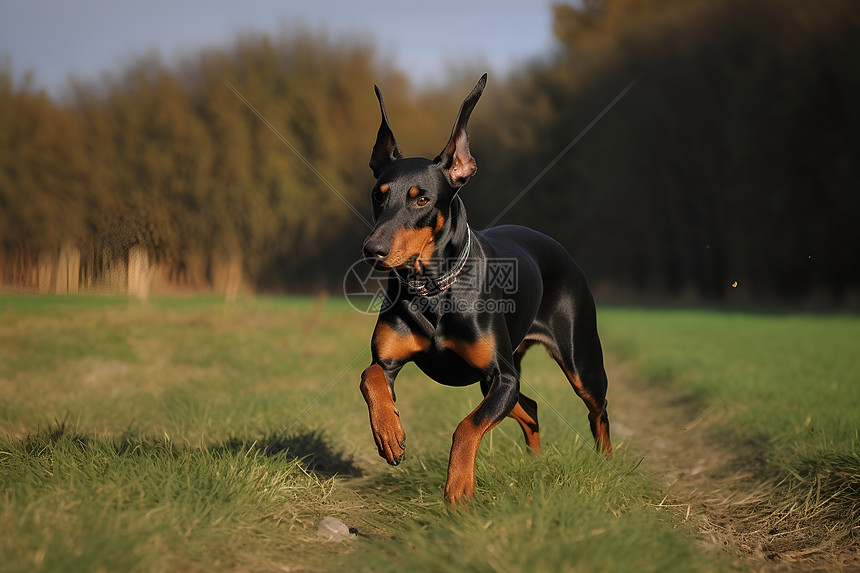 草坪上的杜宾犬图片