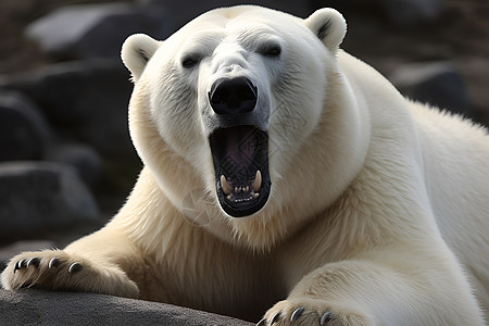 北极熊张开大口打哈欠图片