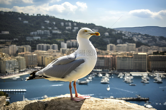 港口城市的海鸥图片