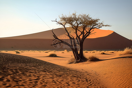 沙漠孤树图片