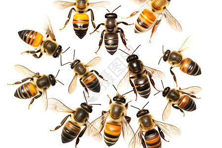 夏季花海中采蜜的蜜蜂图片