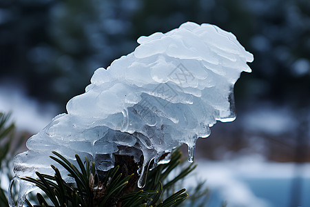 冰雪覆盖松树上图片