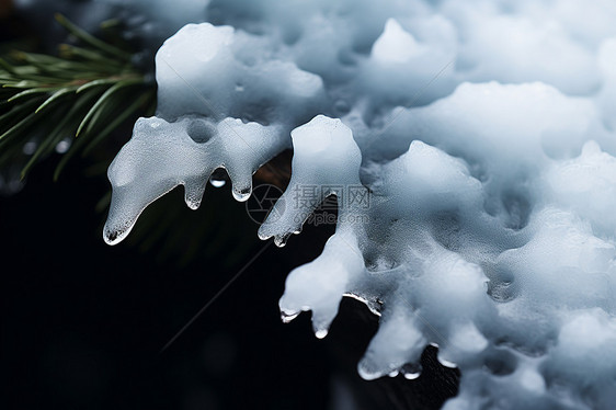 冰雪覆盖在松树枝上图片