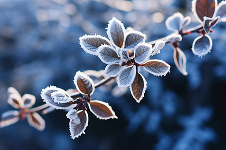 冬日里的梦幻冰雪背景图片