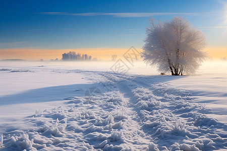 冰雪覆盖下的孤独之树背景