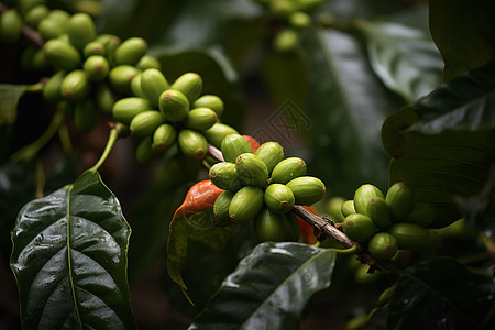 咖啡果绿色果实盛开在树上背景