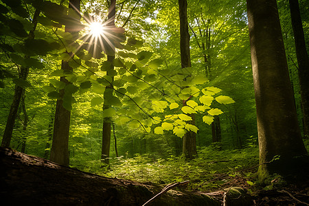 阳光透过绿意盎然的树林图片