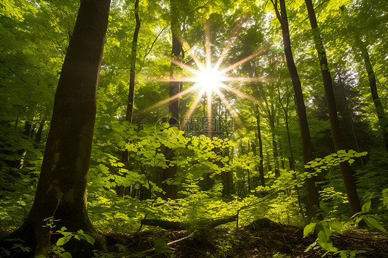 阳光穿过绿树丛林图片