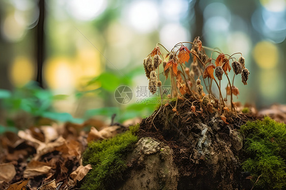 苔藓覆盖的岩石上有一株枯萎的树苗图片