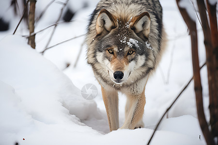 一匹狼在雪地中行走图片