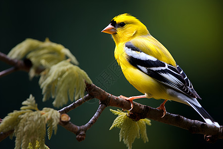 金翅雀栖于树枝上图片