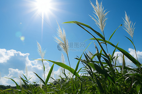 太阳照耀下的绿色大地图片