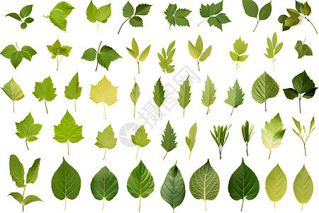 不同叶子自然细叶拼图图片