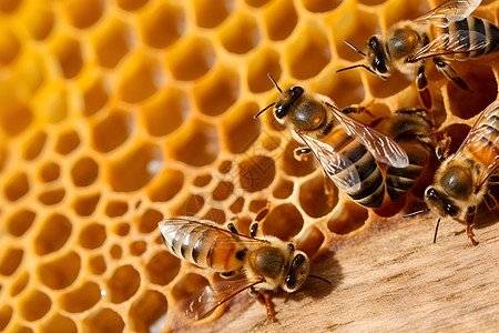 蜜蜂在蜂巢上忙碌的景象图片