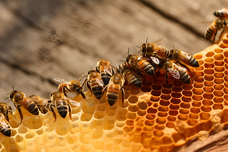 小蜜蜂忙碌的世界图片