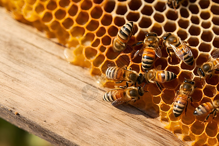 田园中忙碌的蜜蜂图片
