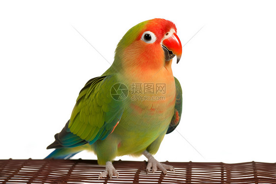一只色彩斑斓的鹦鹉图片