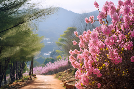 绚烂的山花山花浪漫高清图片