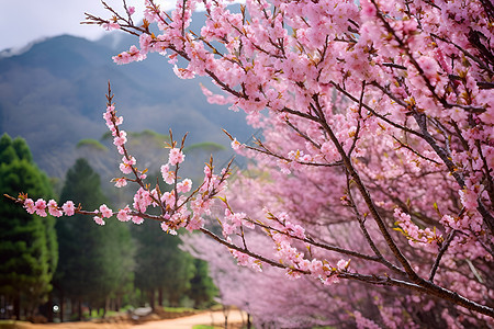 浪漫的粉色花树图片