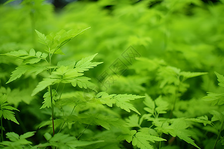 绿色的植物背景图片