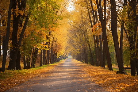 点亮道路林间的道路背景