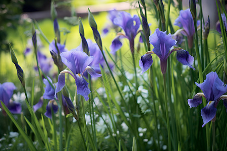 紫色花的丛中背景图片