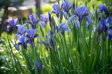 草地上的蓝花图片