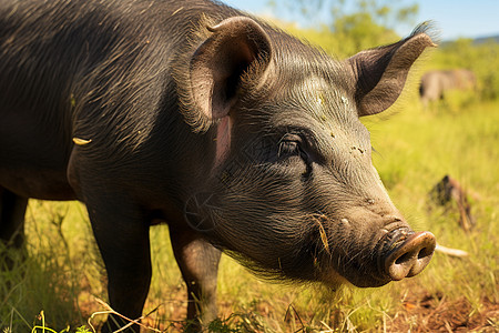 成群的黑山猪背景图片