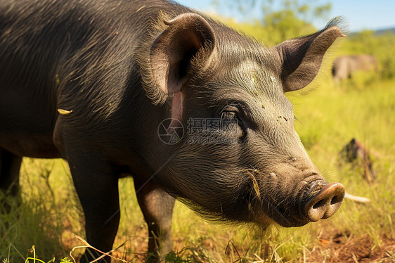 成群的黑山猪图片