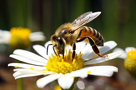 繁花上一只蜜蜂图片