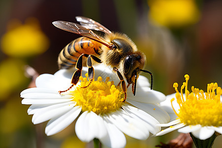 蜜蜂停在花上图片