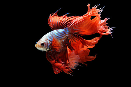 一条鱼一条红蓝相间的鱼背景