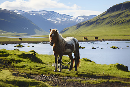 山中白马背景图片