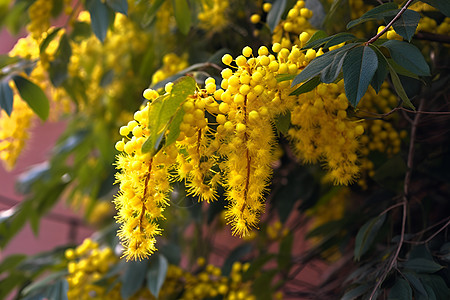 盛开的黄色花朵（广告传媒）图片