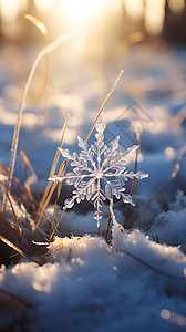 雪花在阳光下图片