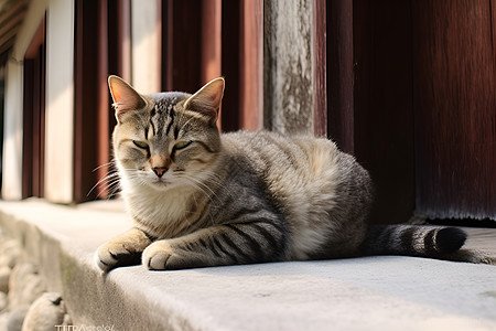 单独伫立的猫咪图片