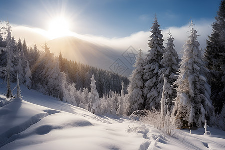 山脉上的树林和冰雪图片