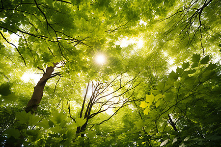 阳光照耀下森林图片