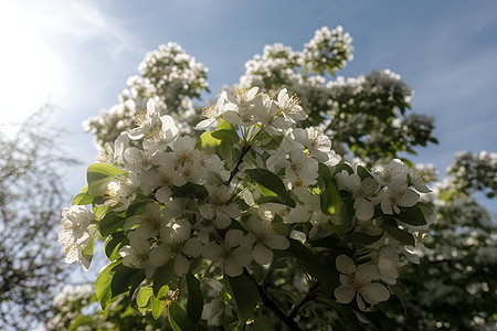 绿叶下的百花图片