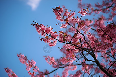 蓝天下的樱花树背景