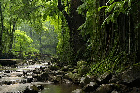 神秘的热带雨林图片