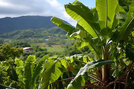 热带的植物背景图片
