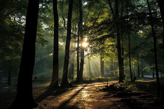 晨曦中的森林图片