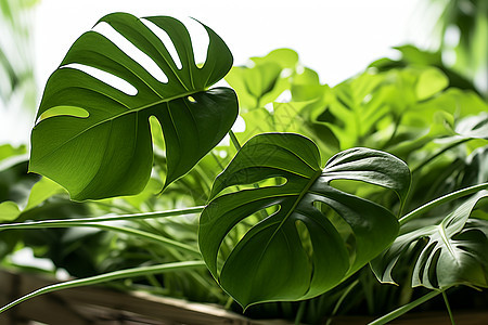 户外的植物图片