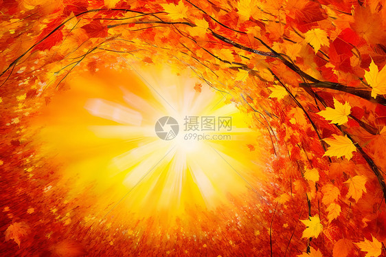 秋季树木上的枫叶图片