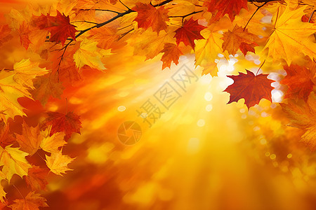 秋季户外的枫叶背景图片