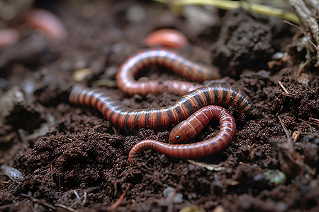 泥土中的蠕虫图片