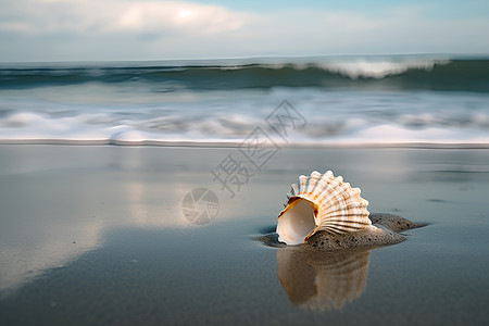 海边的海螺图片